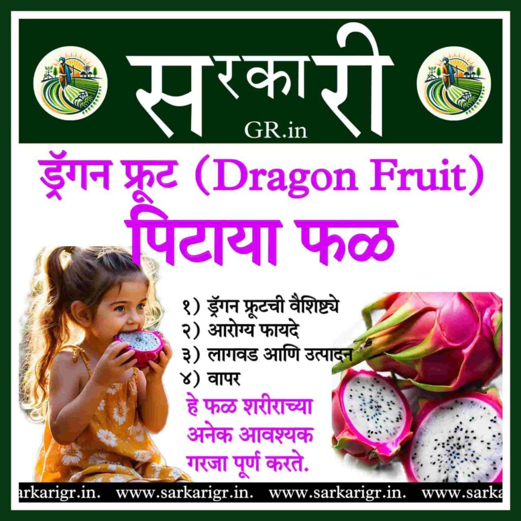 ड्रॅगन फ्रूट (Dragon Fruit), ज्याला पिटाया देखील म्हणतात..!!