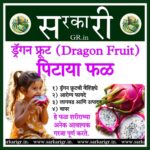 ड्रॅगन फ्रूट (Dragon Fruit), ज्याला पिटाया देखील म्हणतात..!!