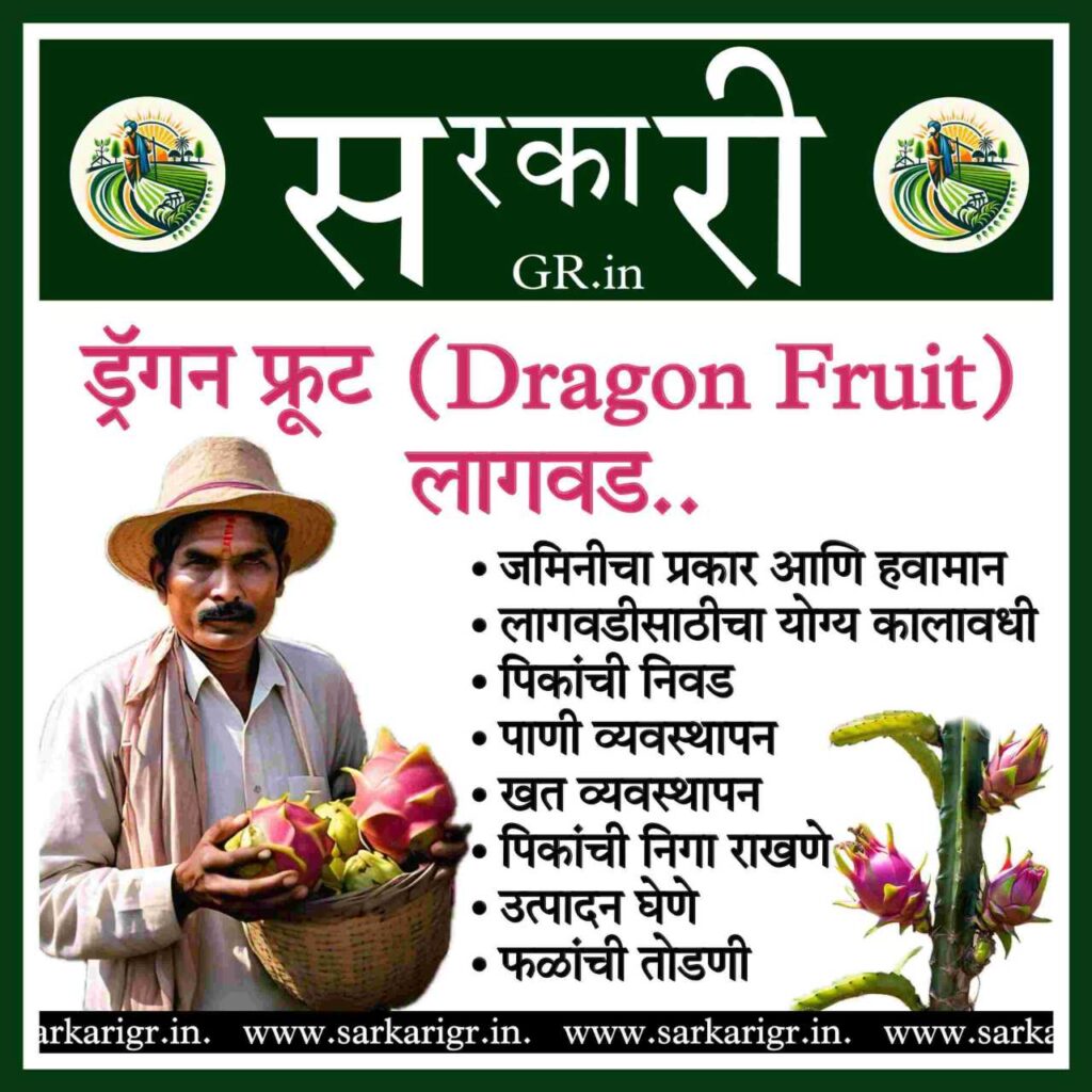 Cultivation of Dragon Fruit