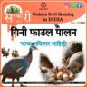 Guineafowl Farming In INDIA-2024